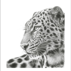 Panthera Pardus II - Katalin Graue
